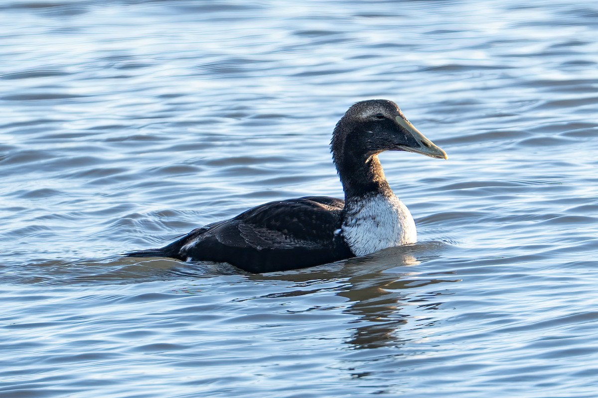 Common Eider - ML647264053