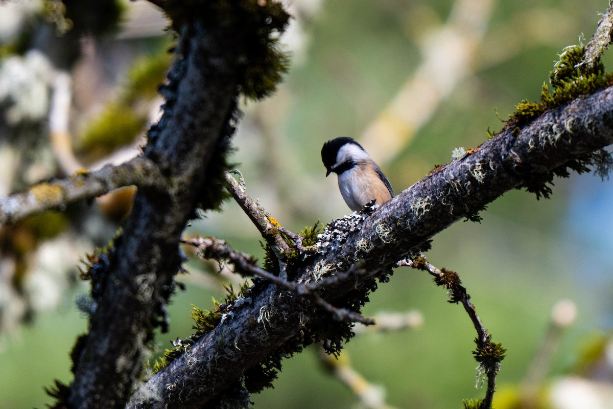 Black-capped Chickadee - ML647264068