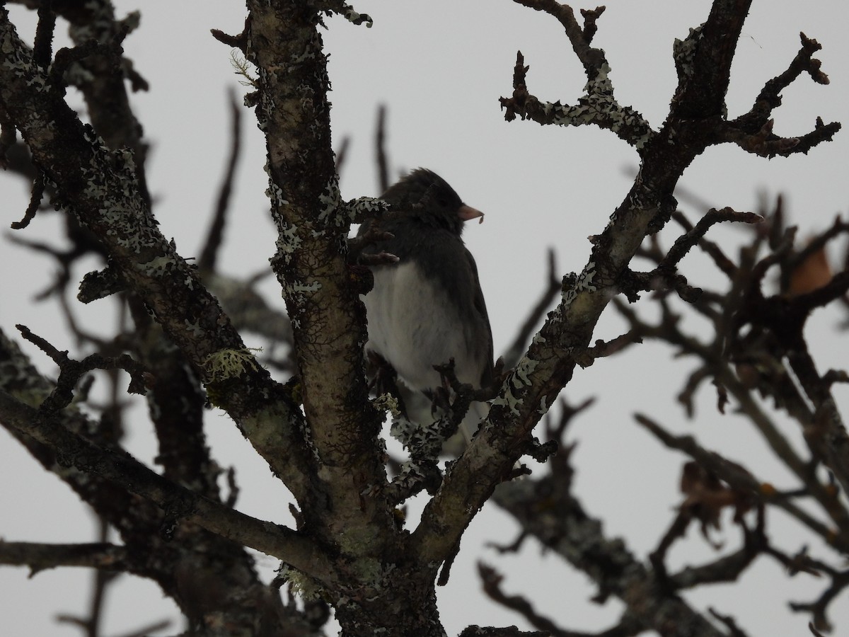 Dark-eyed Junco - ML647264070