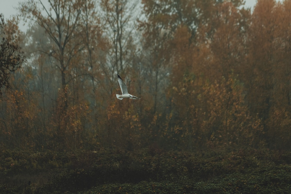 California Gull - ML647264074