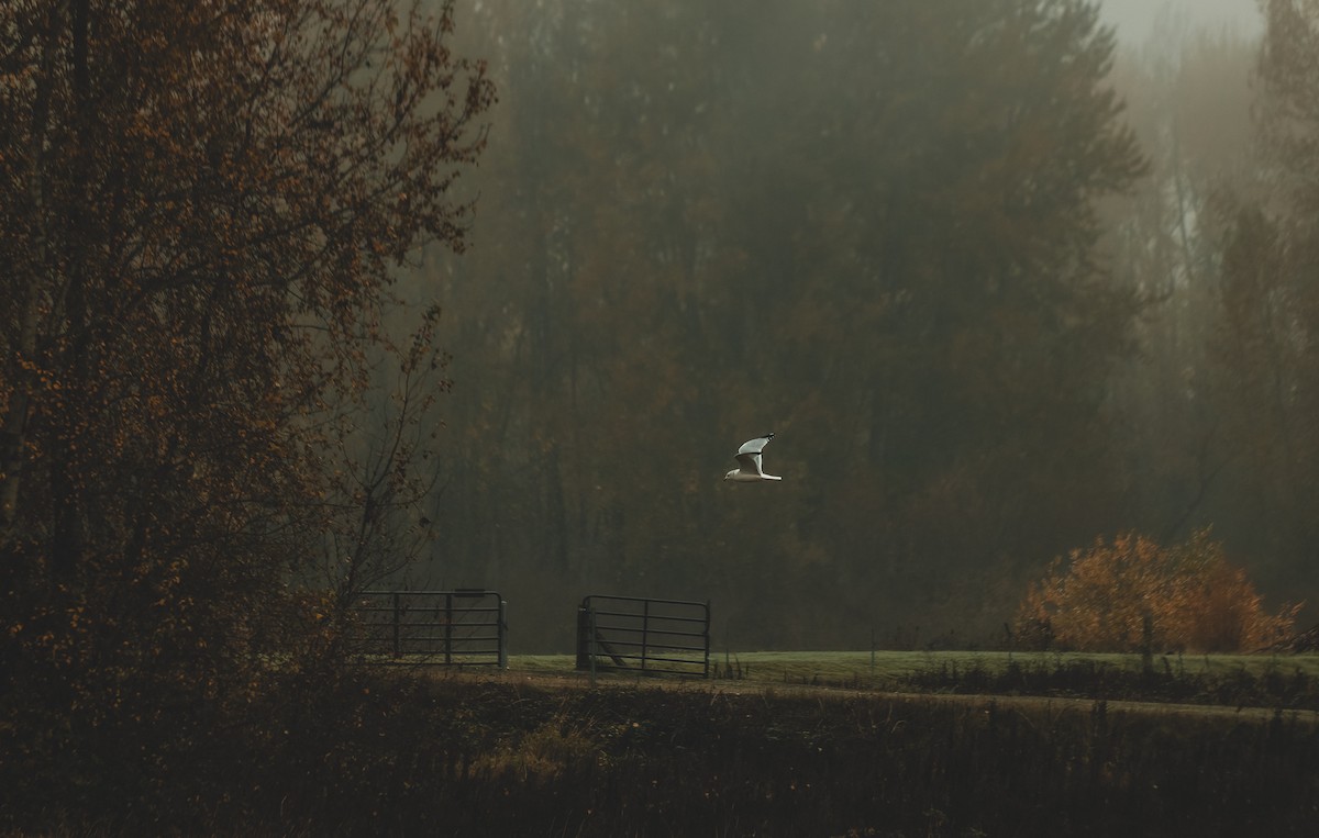 California Gull - ML647264075