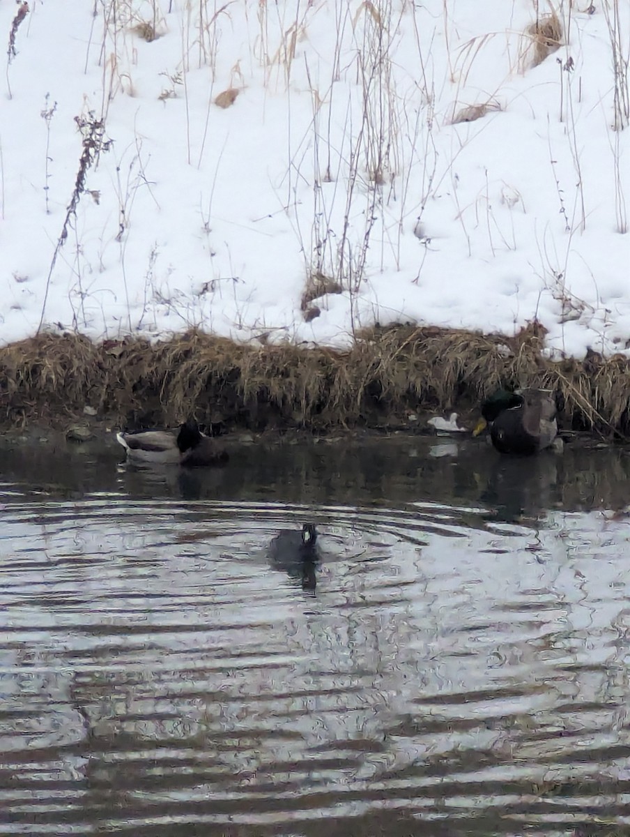 Focha Americana - ML647264076