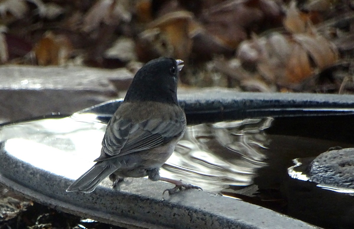 Dark-eyed Junco - ML647264078