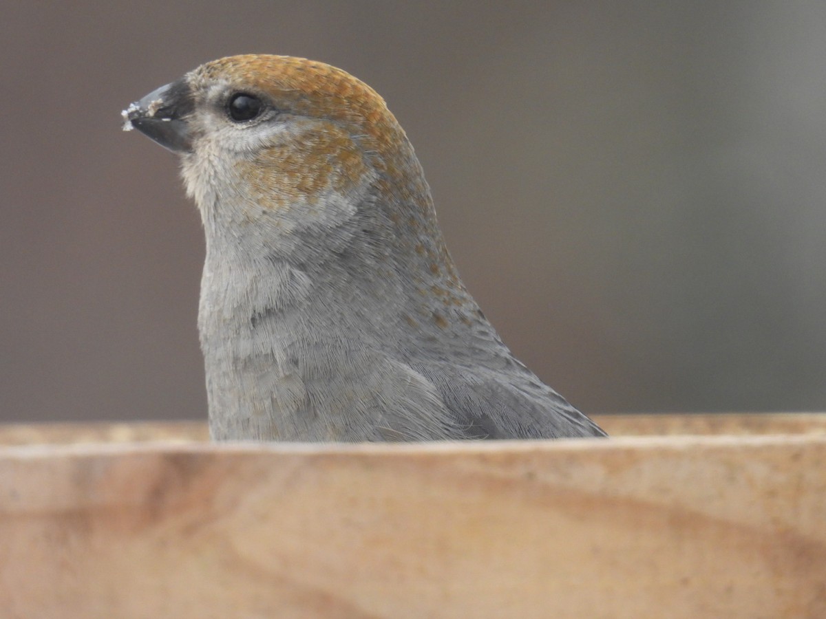Pine Grosbeak - ML647264079