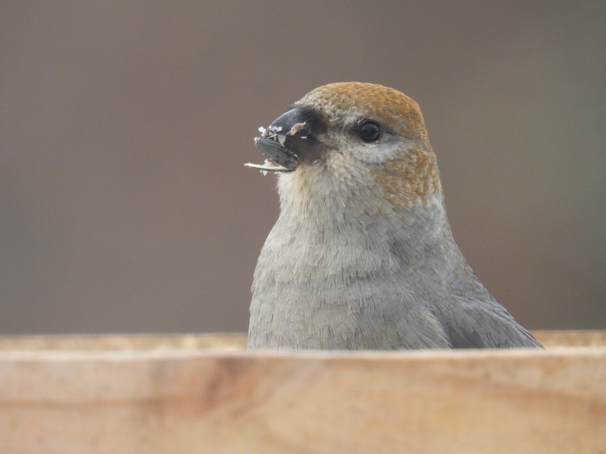 Pine Grosbeak - ML647264080
