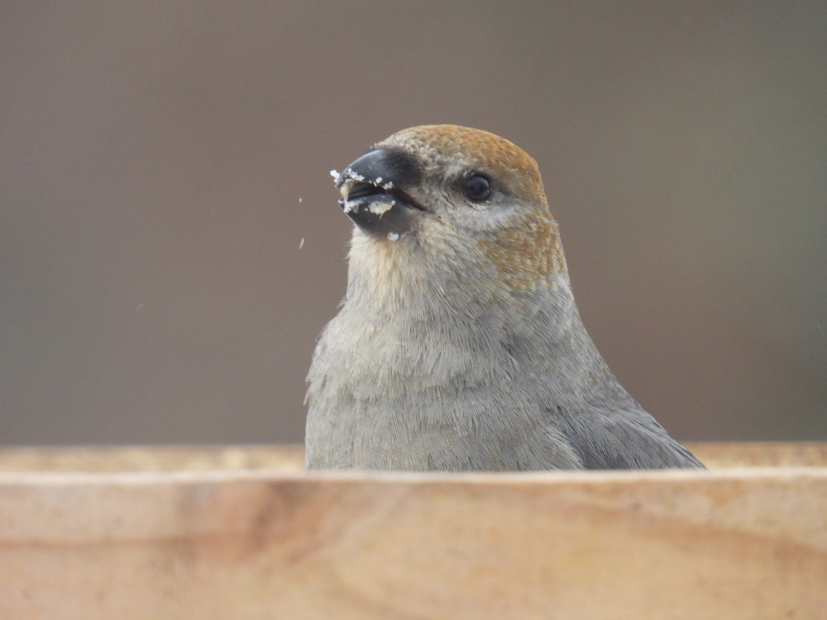 Pine Grosbeak - ML647264081