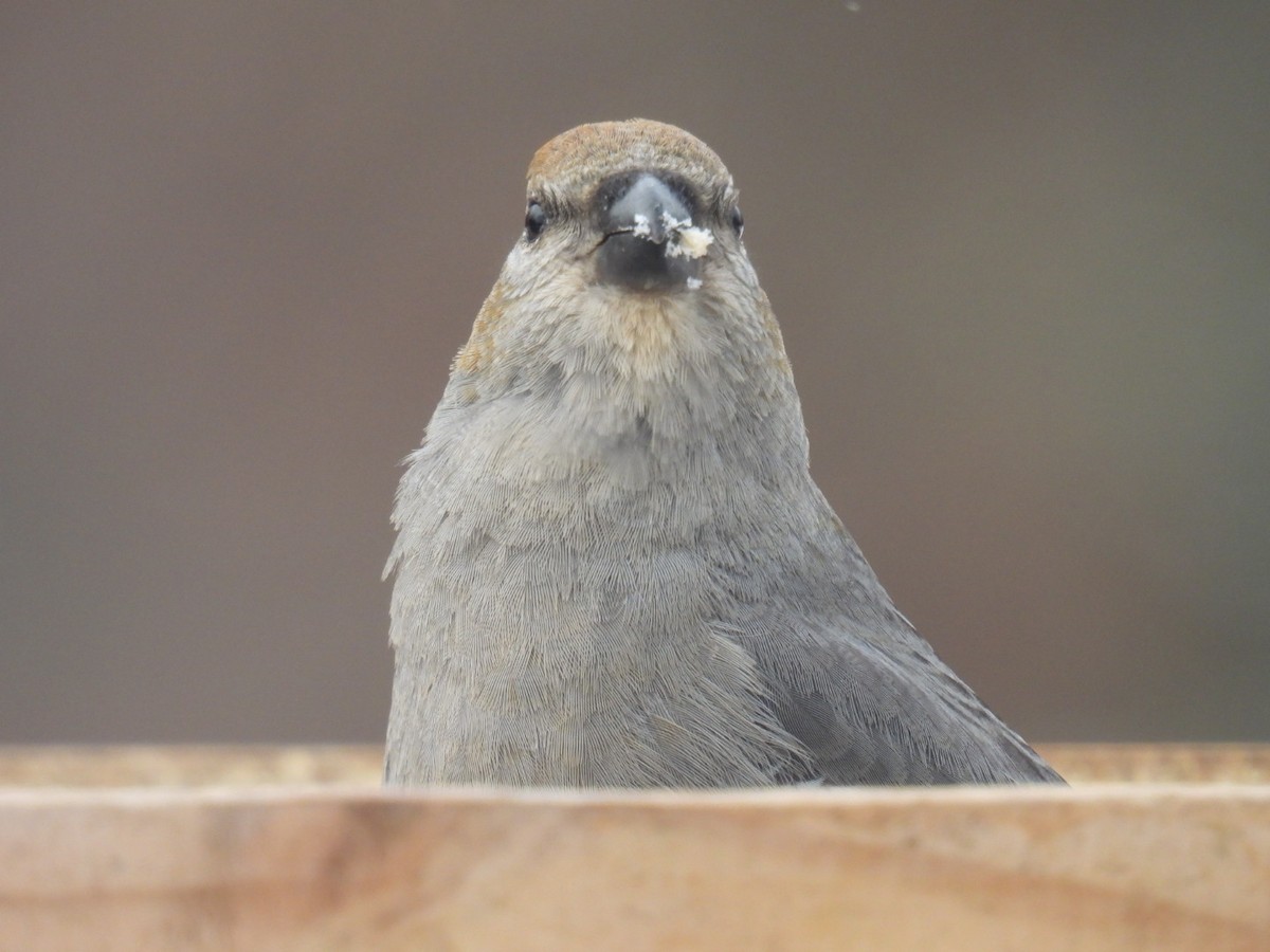 Pine Grosbeak - ML647264082