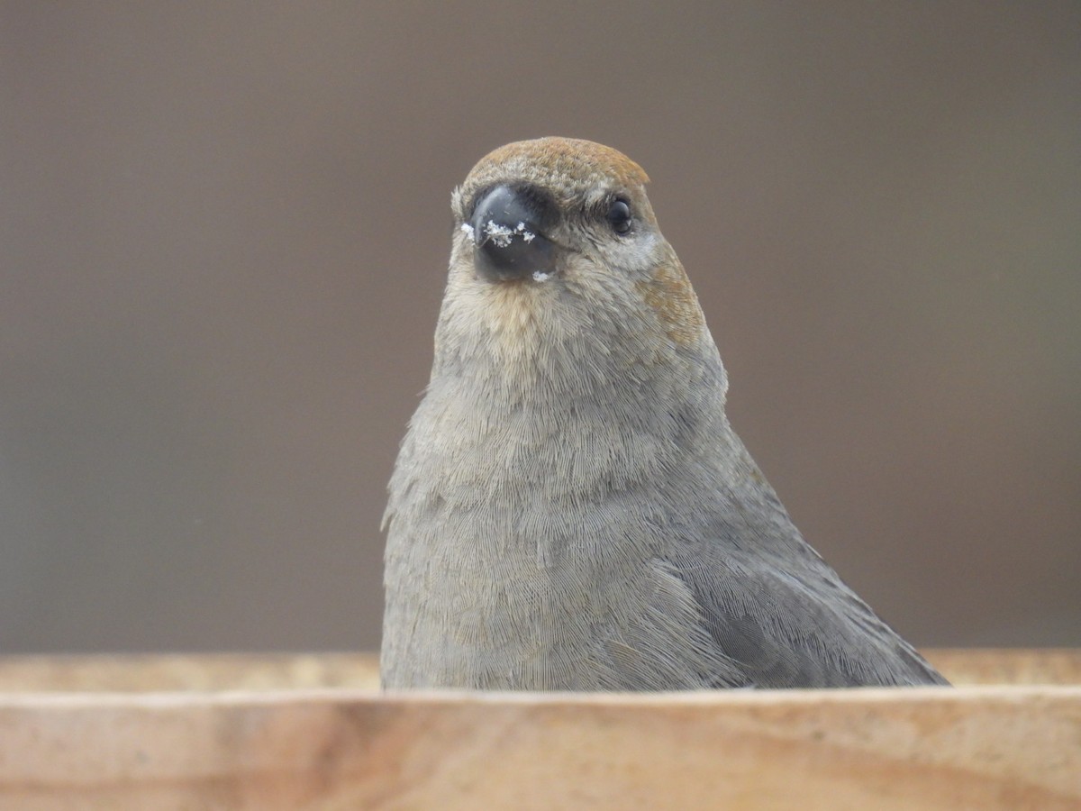 Pine Grosbeak - ML647264083