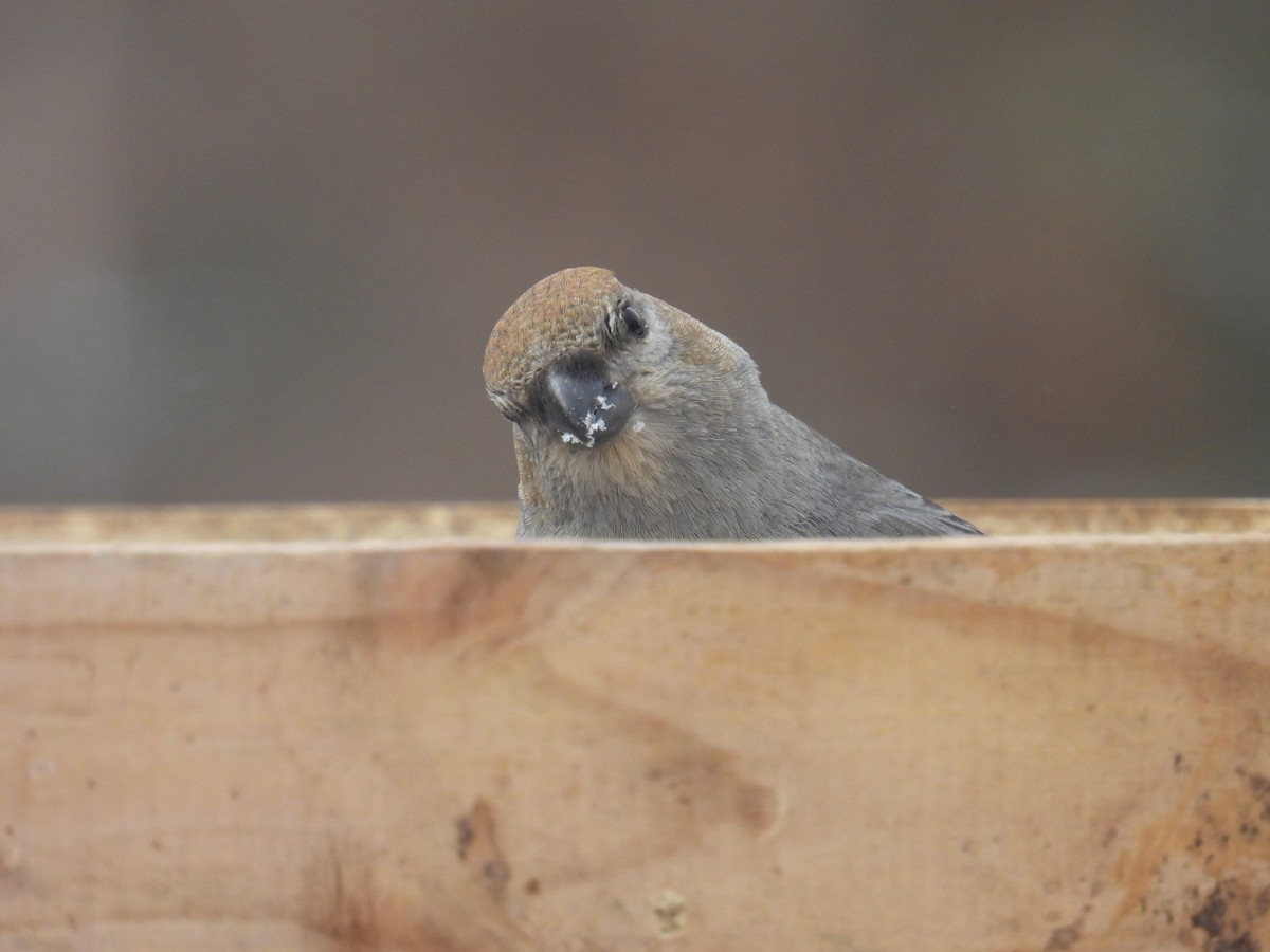 Pine Grosbeak - ML647264084