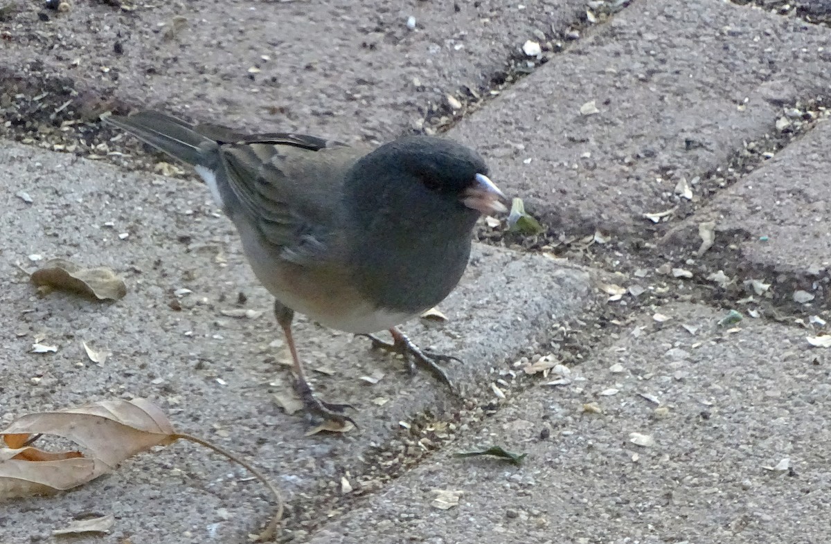 Dark-eyed Junco - ML647264093