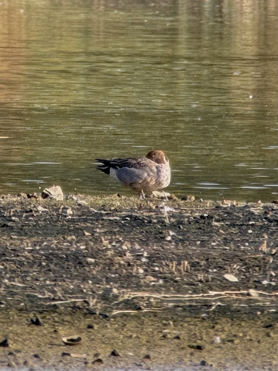 ostralka štíhlá - ML647264094