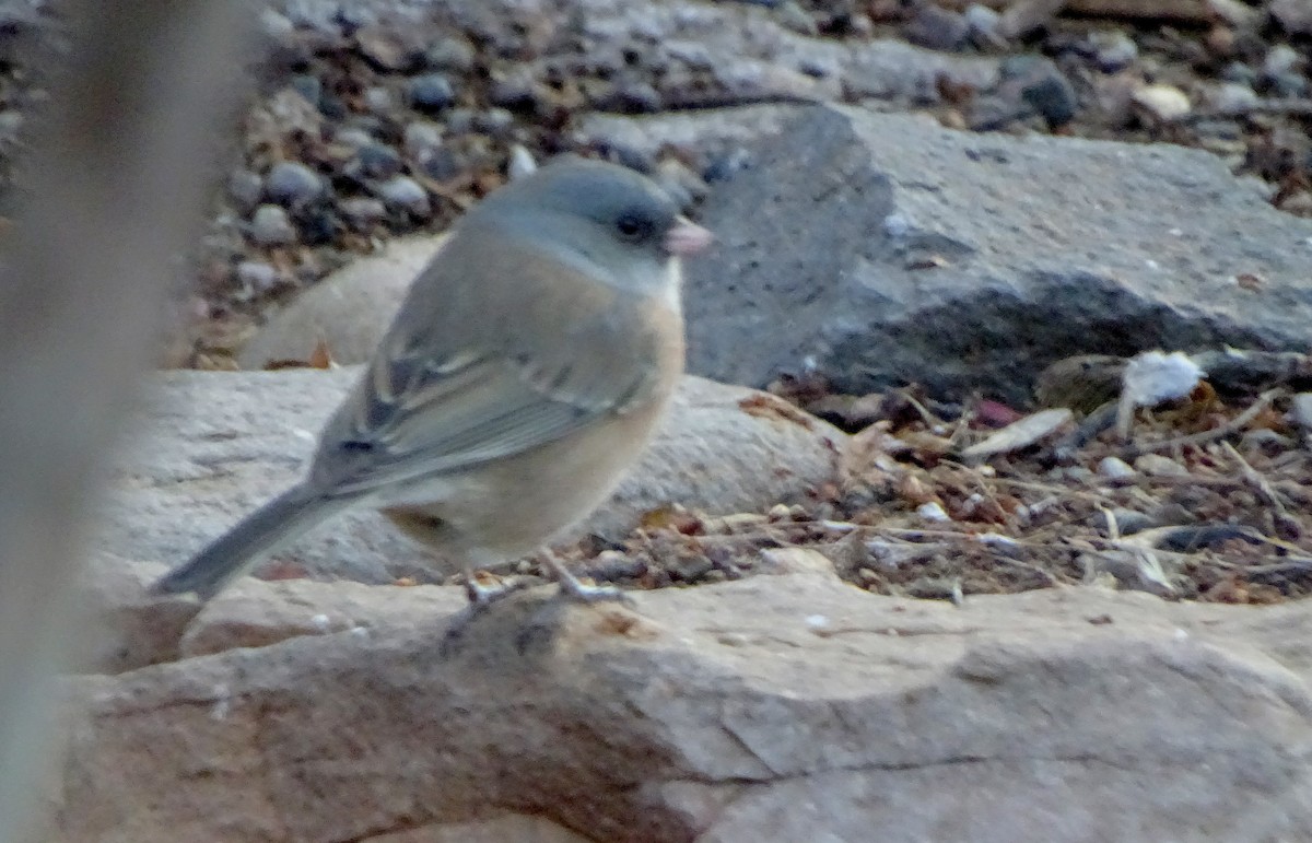 Dark-eyed Junco - ML647264096