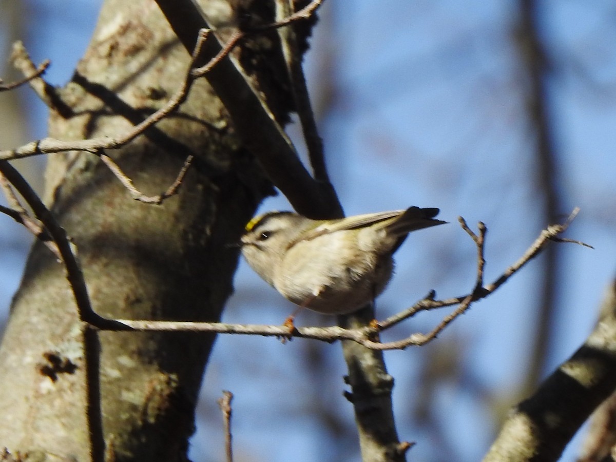 Erregetxo amerikarra - ML647264108