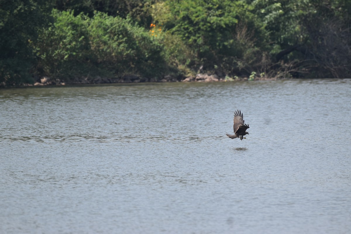 Black Kite - ML647264110
