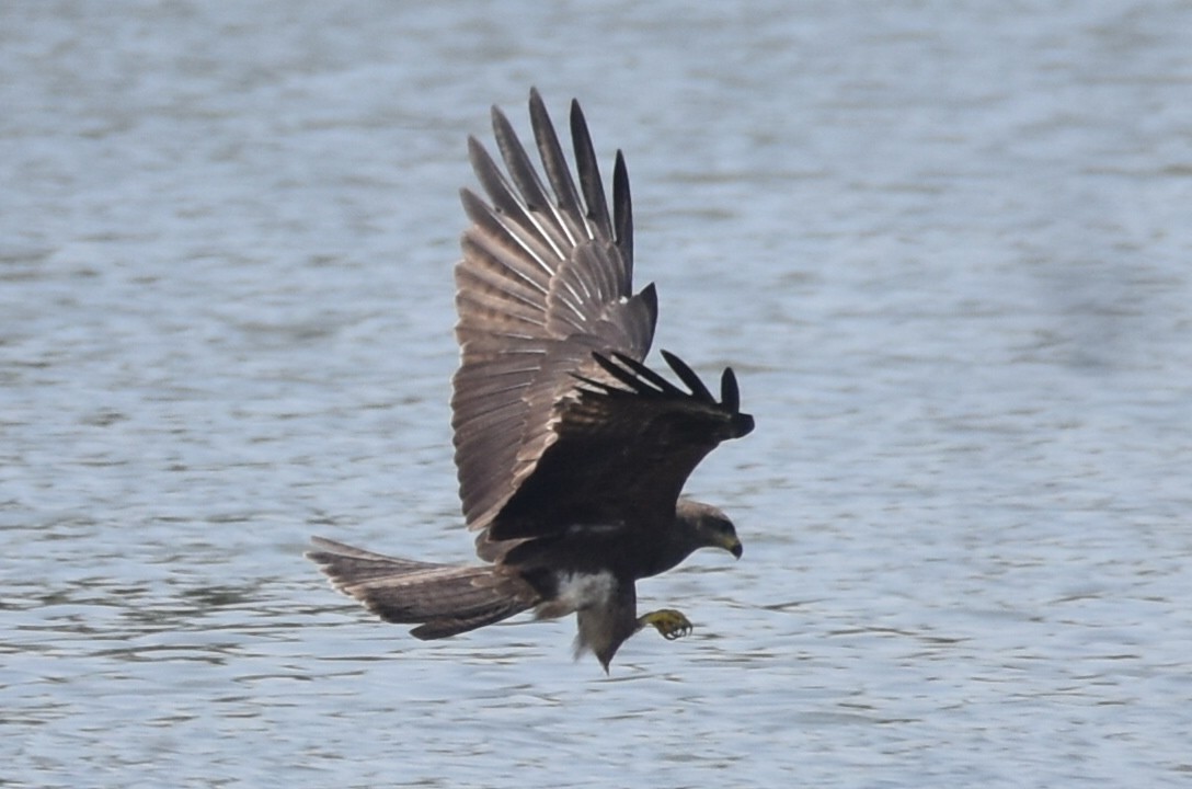 Black Kite - ML647264113
