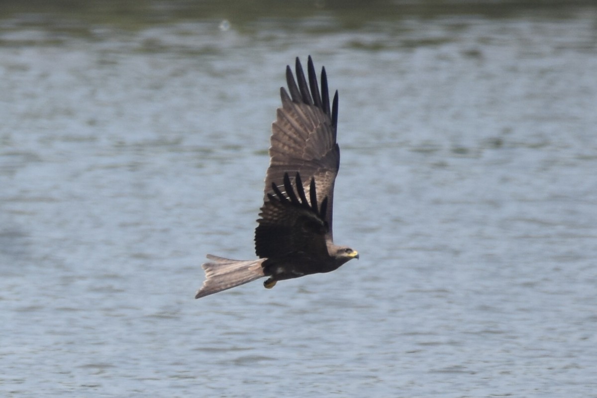 Black Kite - ML647264114