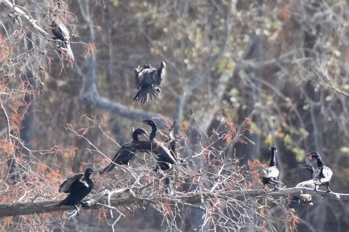 Баклан бразильський - ML647264115