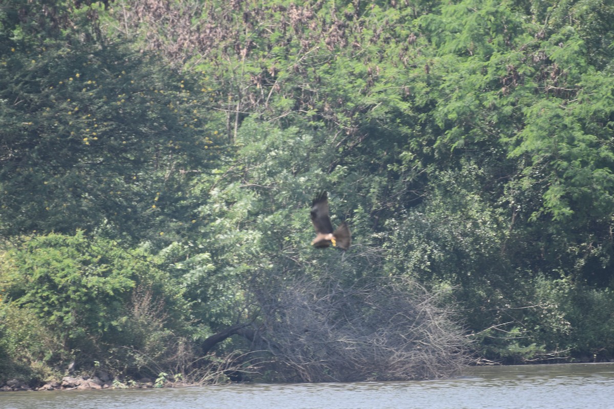 Black Kite - ML647264116