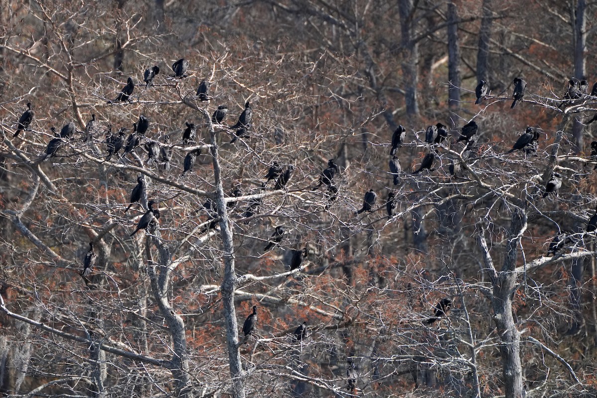 Баклан бразильський - ML647264117