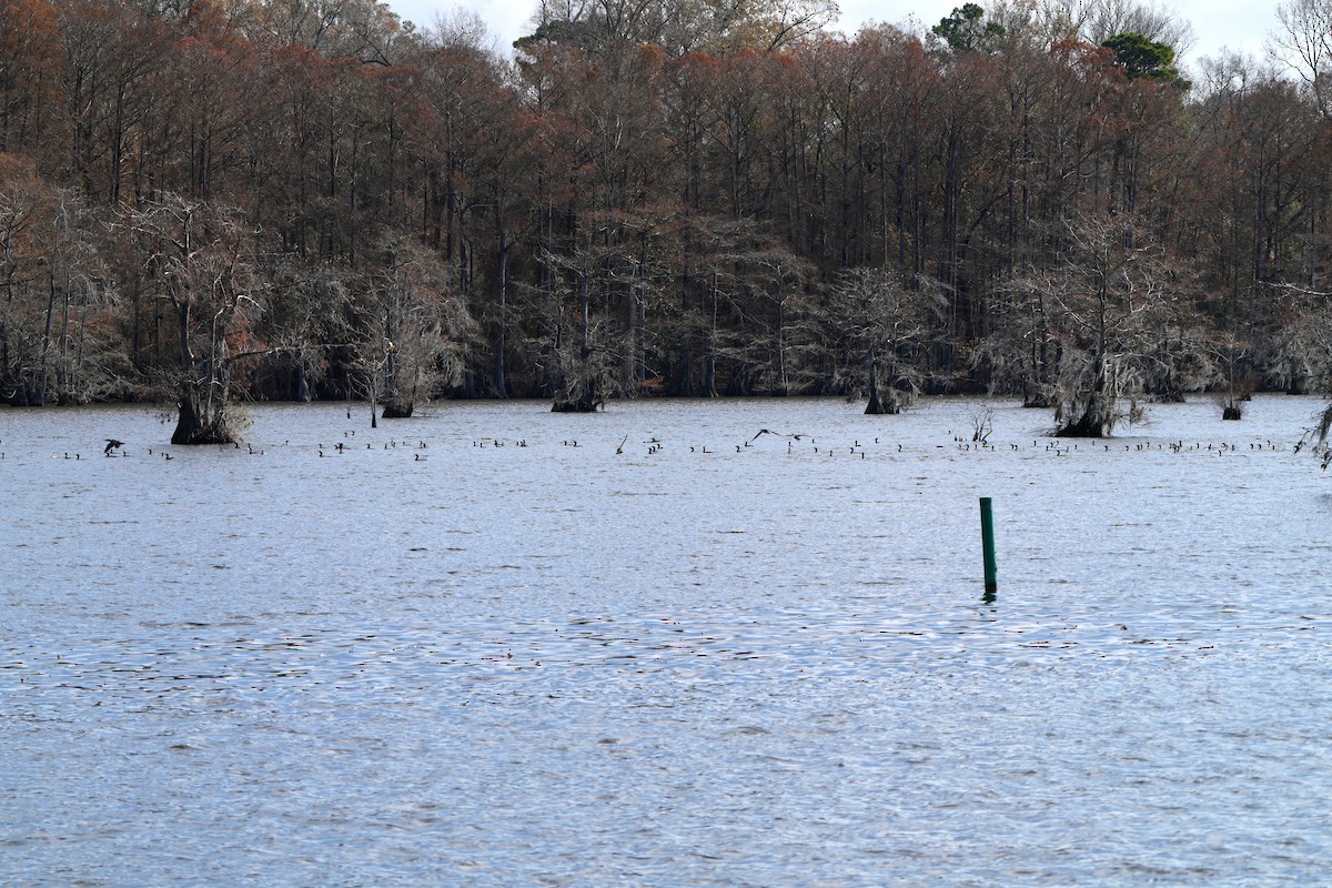 Баклан бразильський - ML647264118