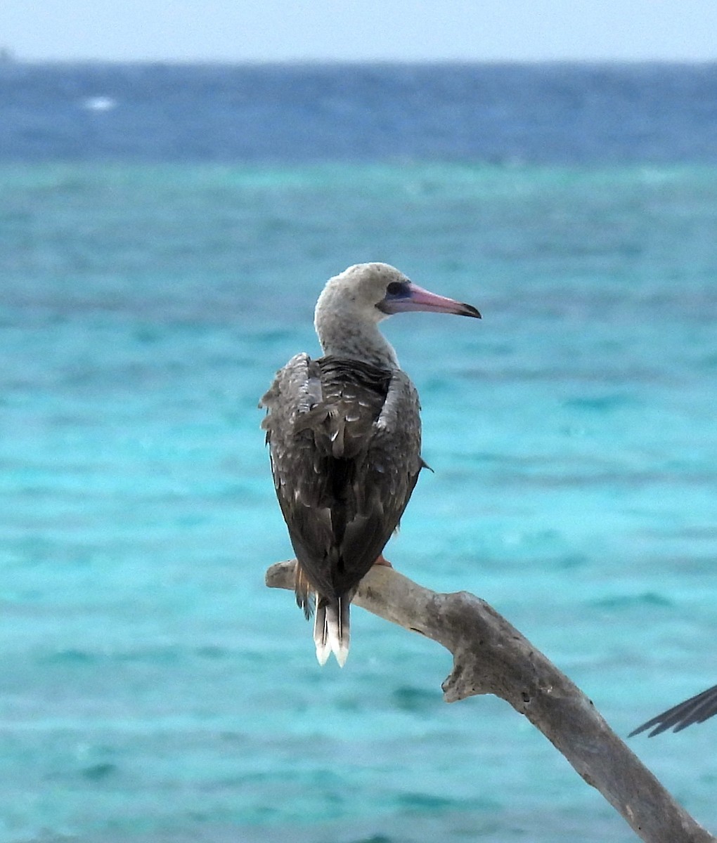 Rotfußtölpel - ML647264119