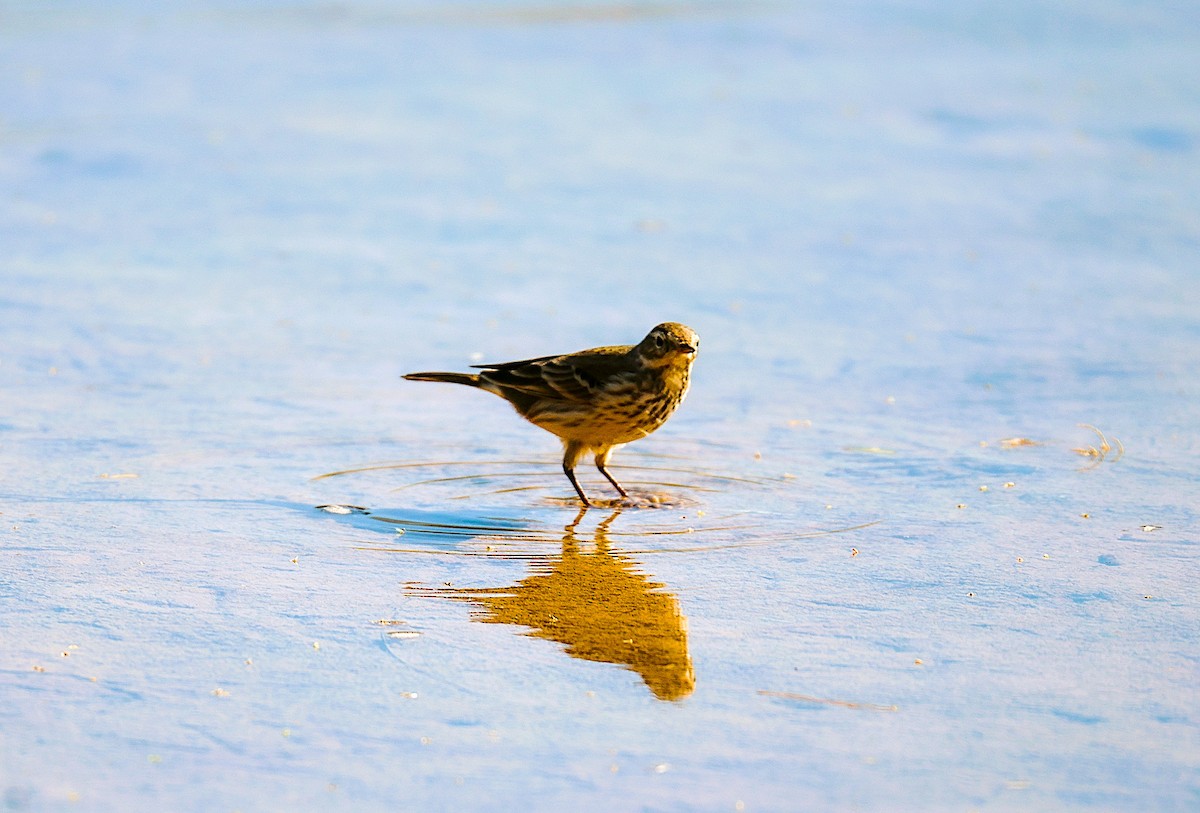 American Pipit - ML647264121