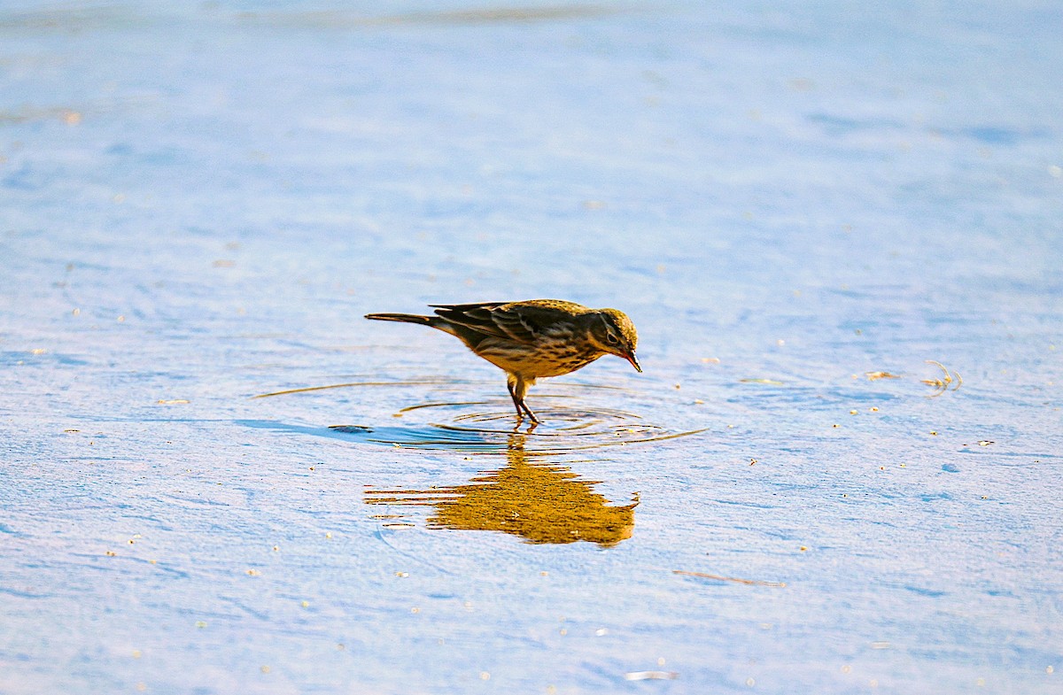 American Pipit - ML647264122