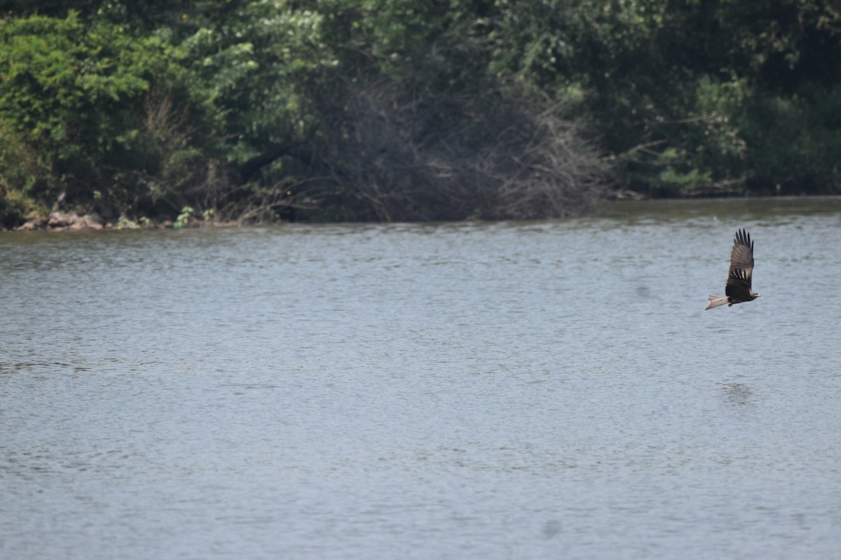 Black Kite - ML647264123