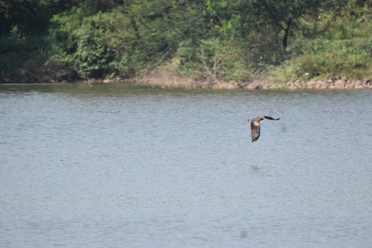 Black Kite - ML647264124