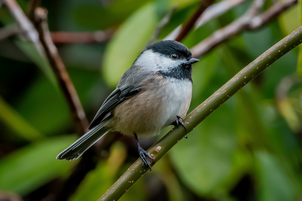 Black-capped Chickadee - ML647264125