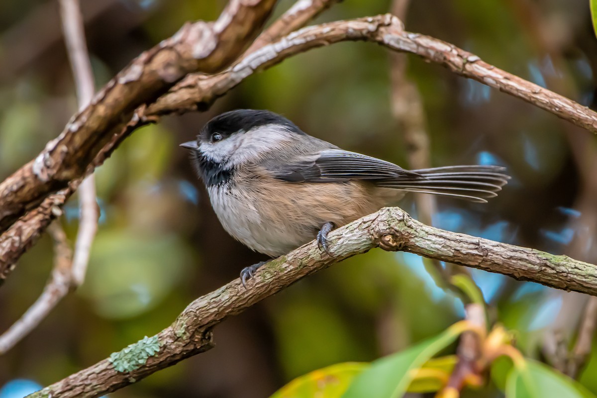 Black-capped Chickadee - ML647264126