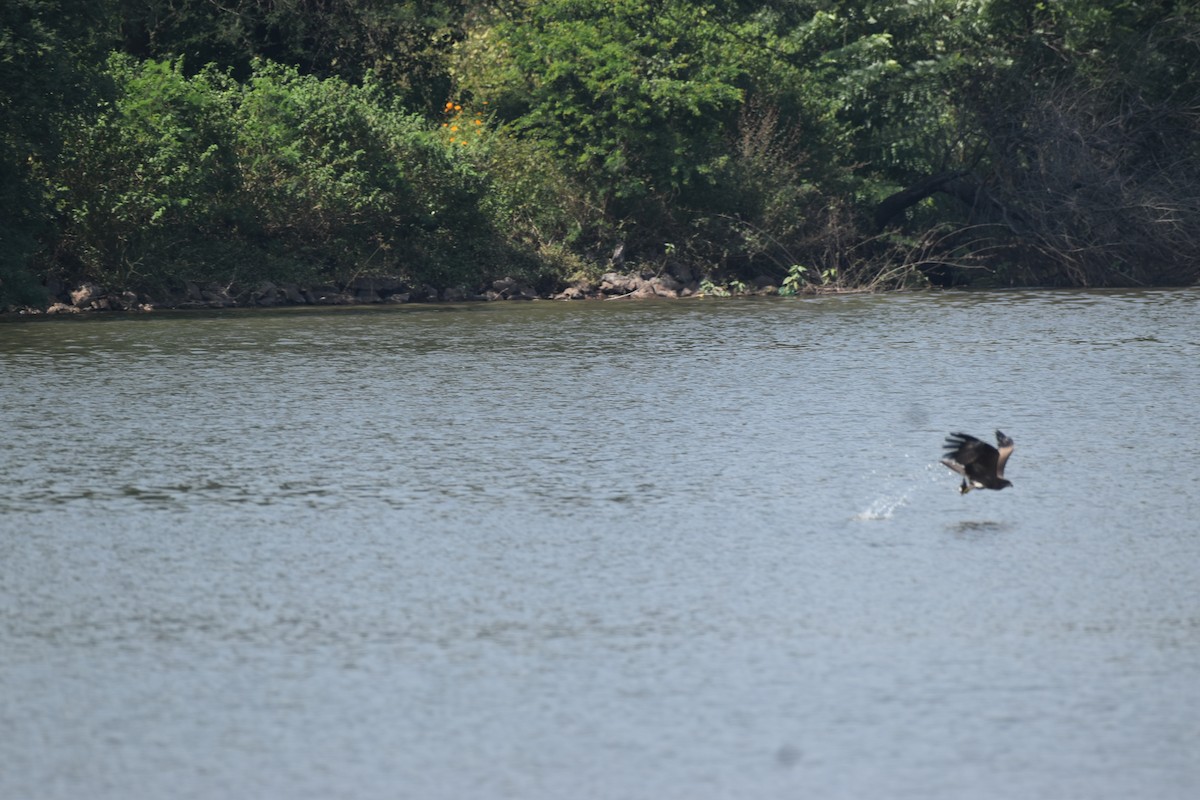 Black Kite - ML647264127