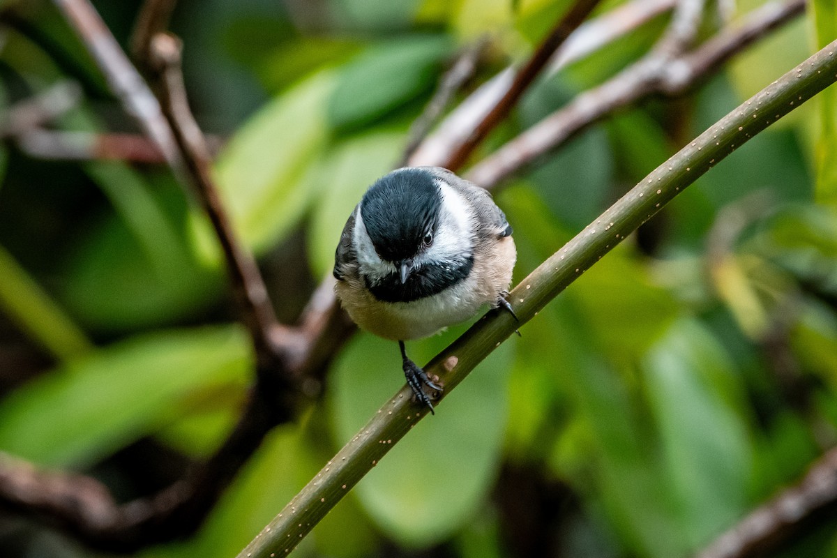 Black-capped Chickadee - ML647264128