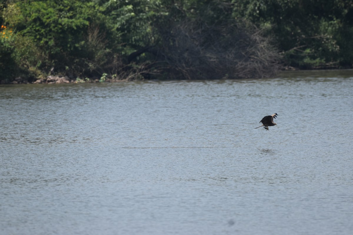 Black Kite - ML647264129