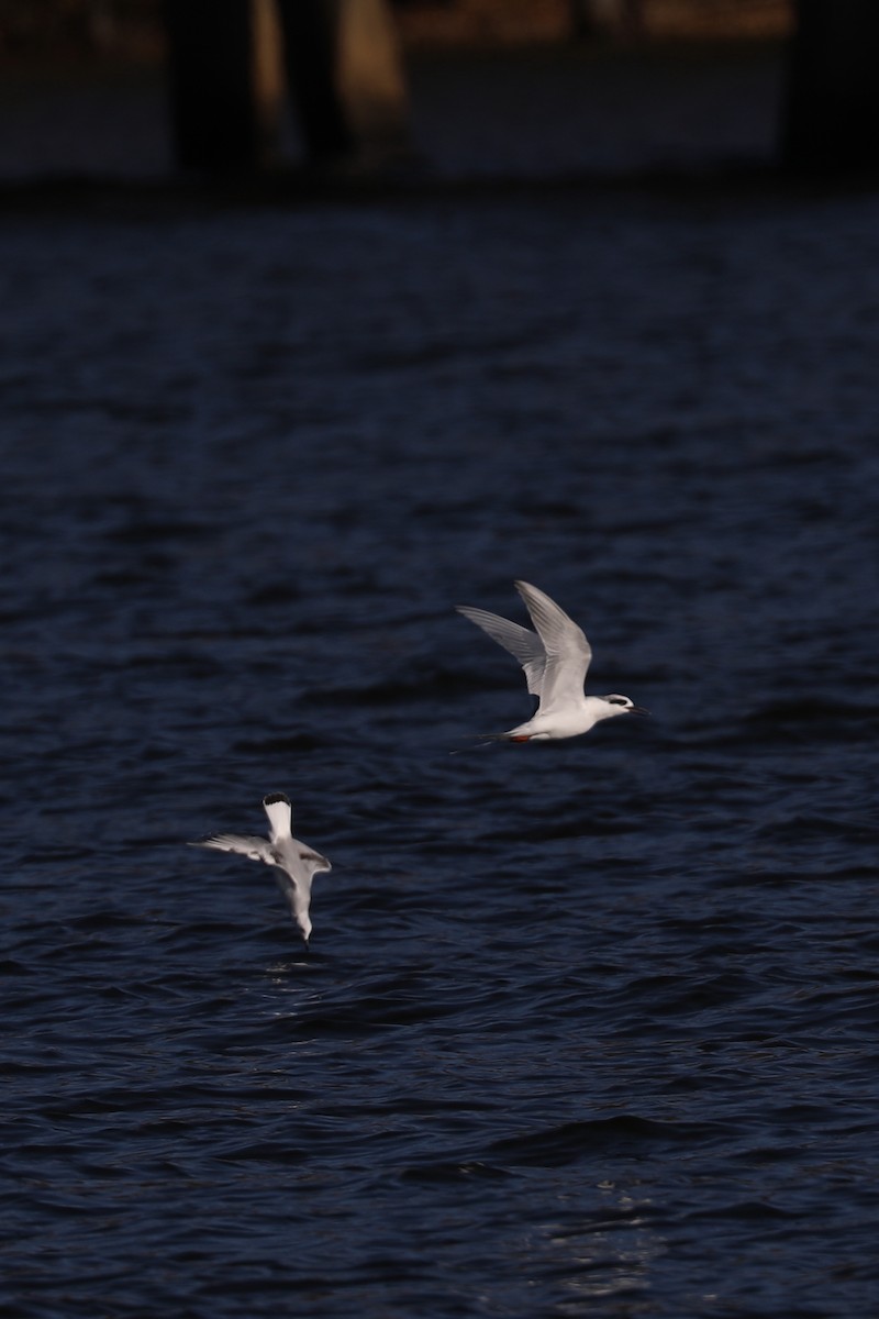 Forster's Tern - ML647264136