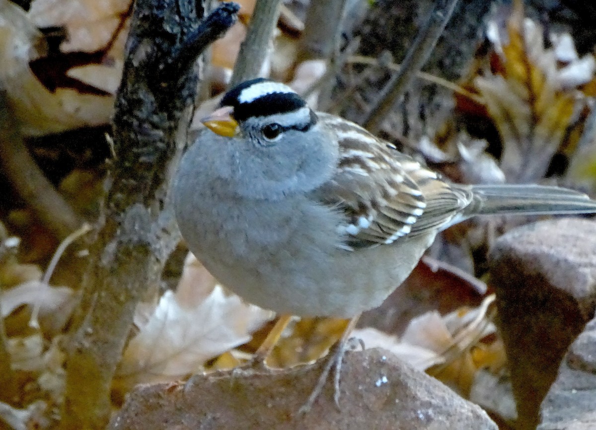 White-crowned Sparrow - ML647264137