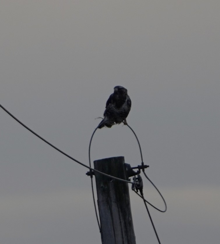 Rough-legged Hawk - ML647264139