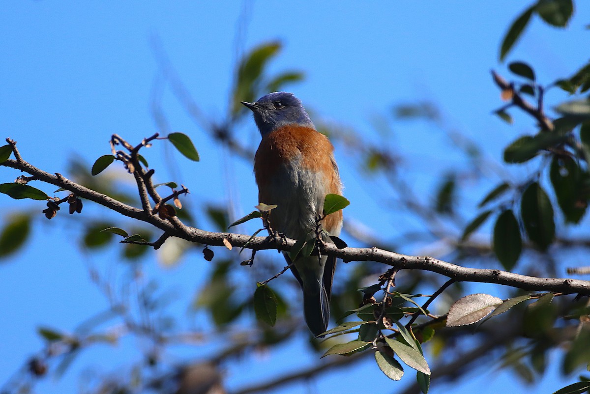 Western Bluebird - ML647264144