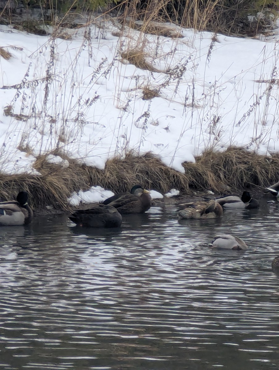 American Black Duck - ML647264148