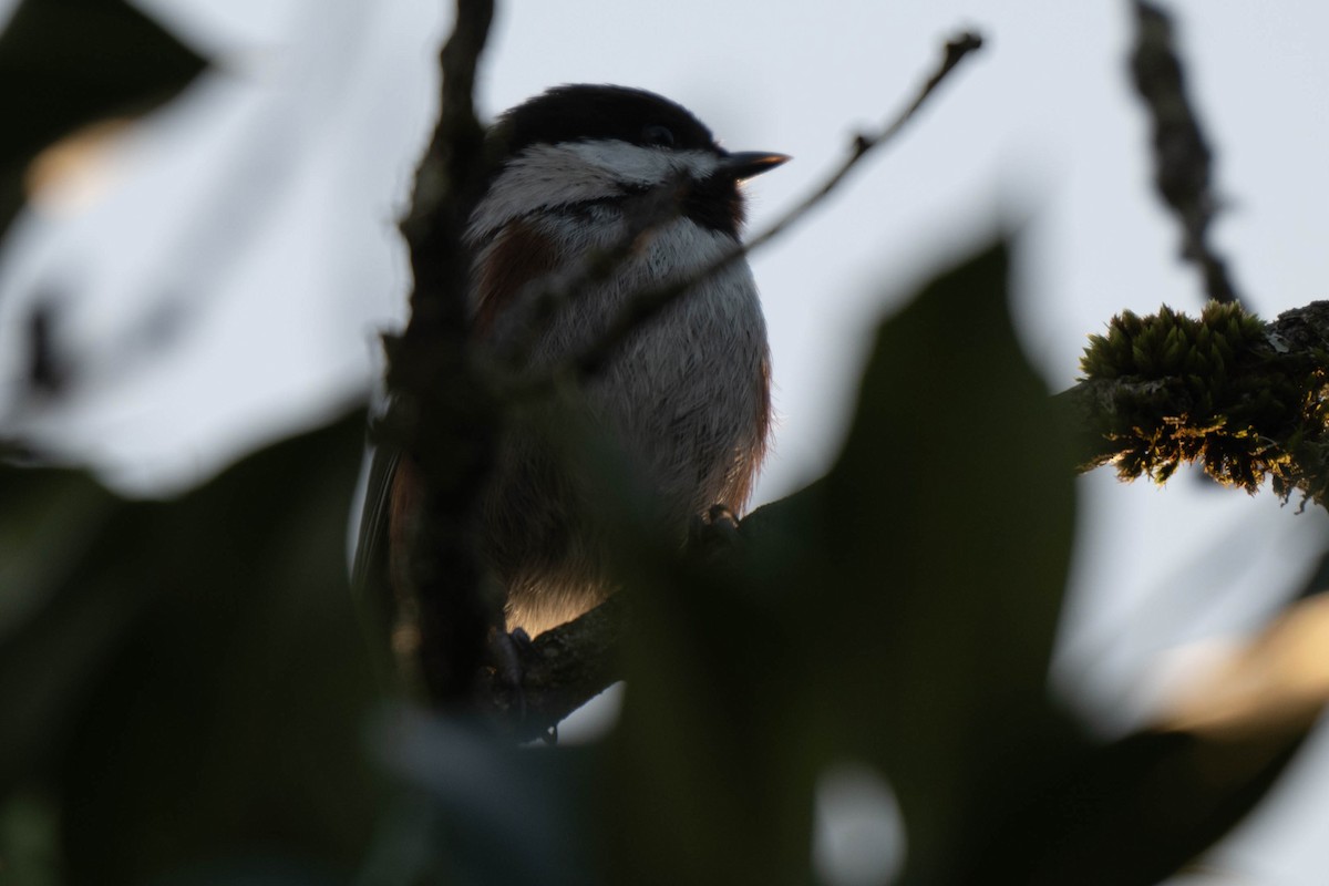 Chestnut-backed Chickadee - ML647264155