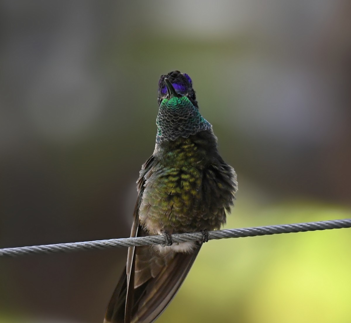 Rivoli's Hummingbird - ML647264156