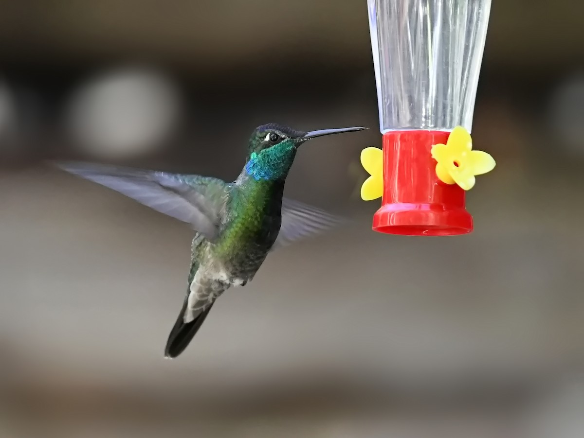Rivoli's Hummingbird - ML647264157