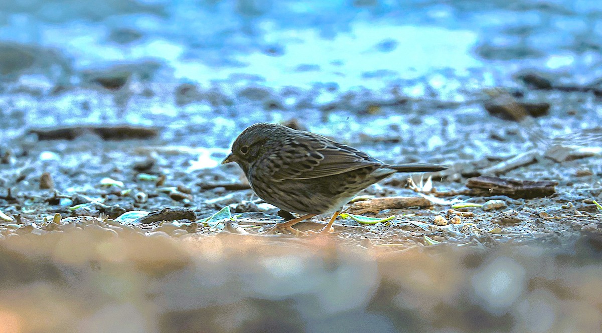 Song Sparrow - ML647264159