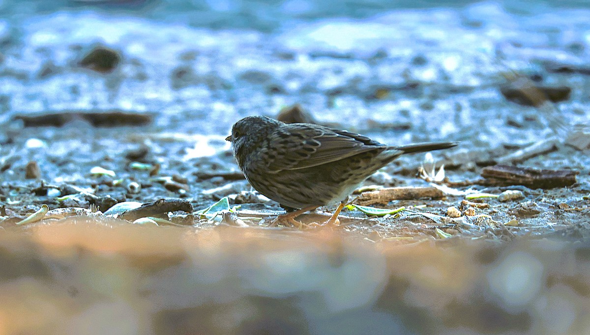 Song Sparrow - ML647264160