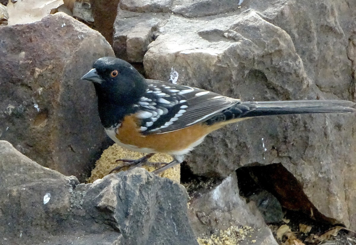 Spotted Towhee - ML647264167