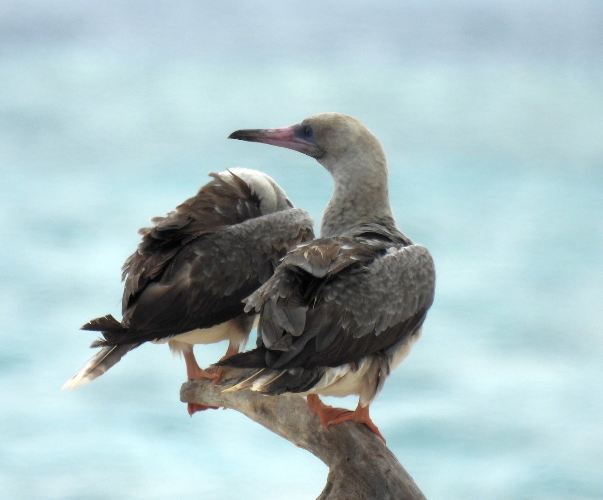 Rotfußtölpel - ML647264183