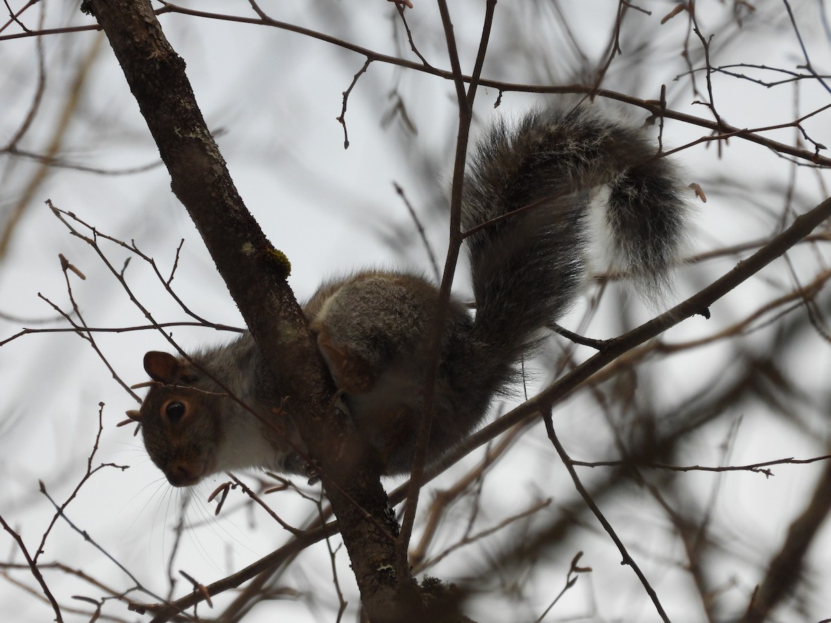 Animals - ML647264187