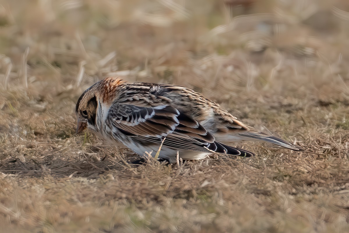 Подорожник лапландський - ML647264192