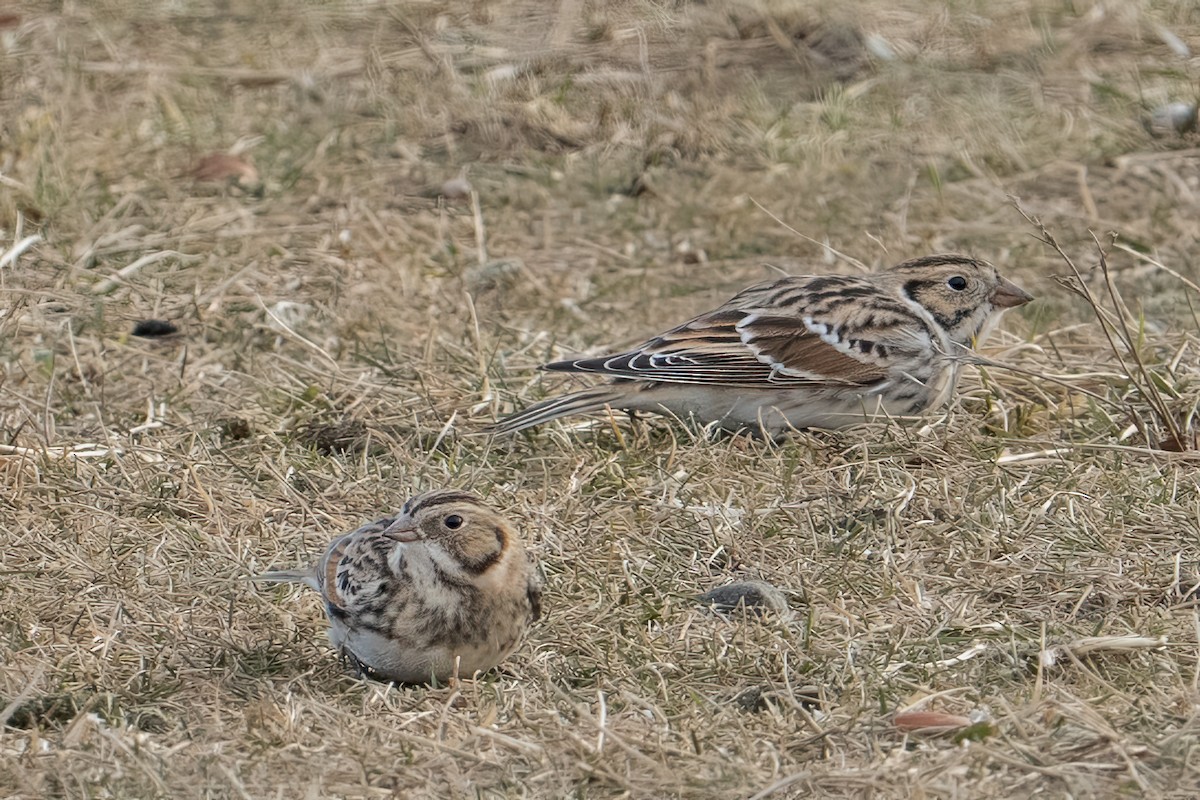 Подорожник лапландський - ML647264193