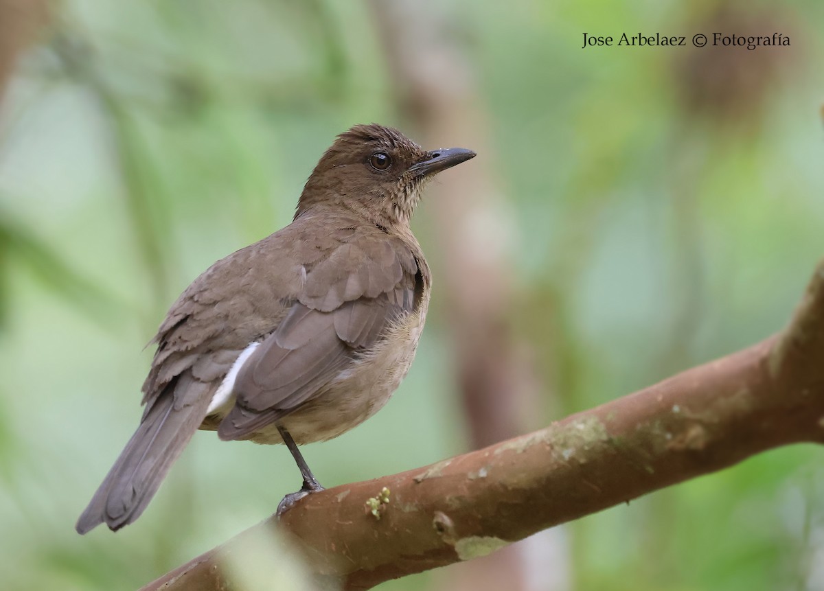 drozd černozobý - ML647264200